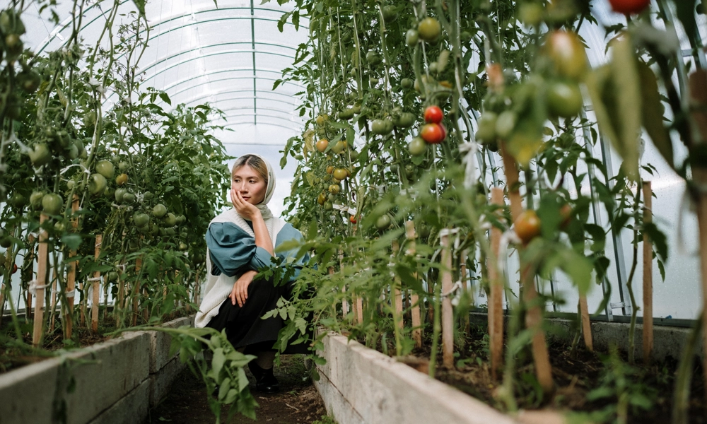 Person squatting between two rows of tomatoes in a greenhouse