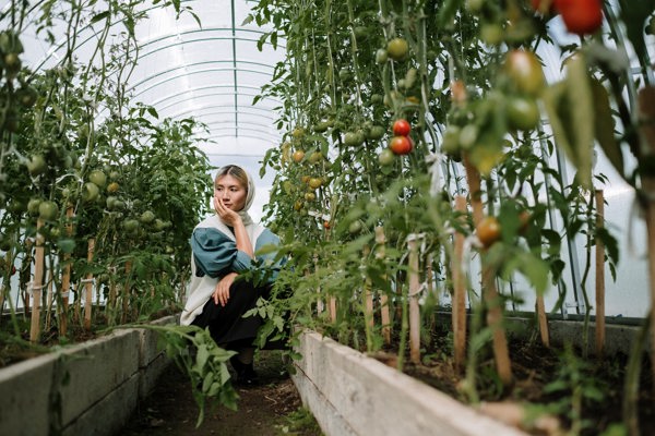 Person squatting between two rows of tomatoes in a greenhouse