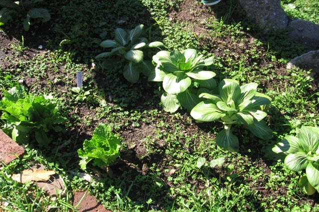 Our Own Garden