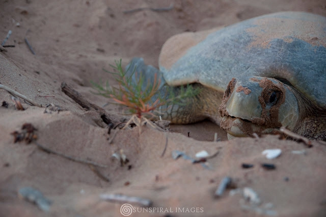 Impact Of Climate Change On Flatback Turtle Populations