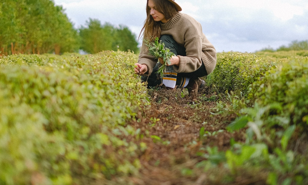 Person squatting and picking leaves from an agricultural land