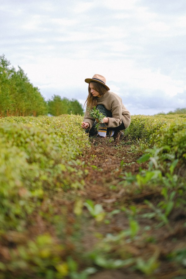 Person squatting and picking leaves from an agricultural land