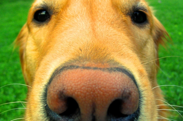 Dog Nose