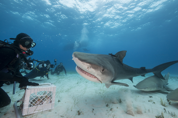 Underwater diver face to face with a shark