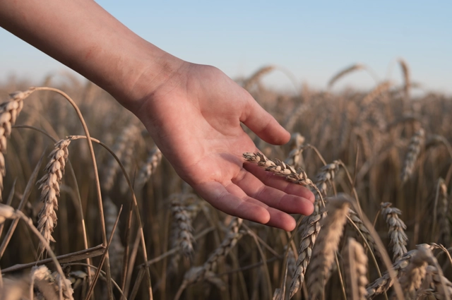 Hand touching wheat