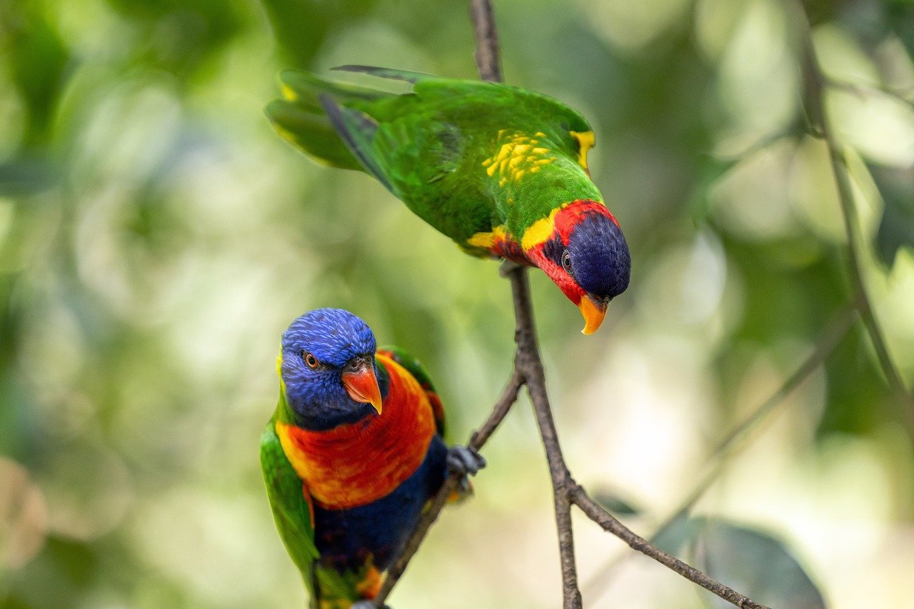 Rainbow Lorikeets 9341350 1280