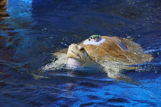 Exploring Data Tracking Turtle Movements