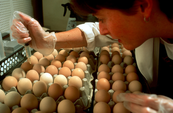Person in a lab coat injecting eggs with a liquid