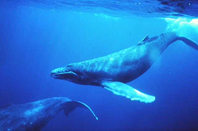 Humpback Whales What The Data Reveals