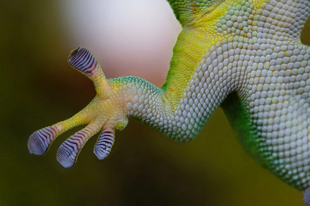 Gecko Tape