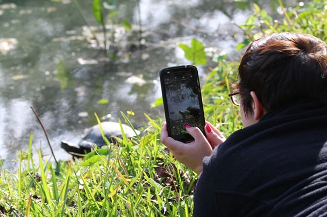 Photographing turtle