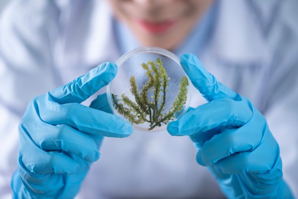 Laboratory worker looking at a plant between glasses