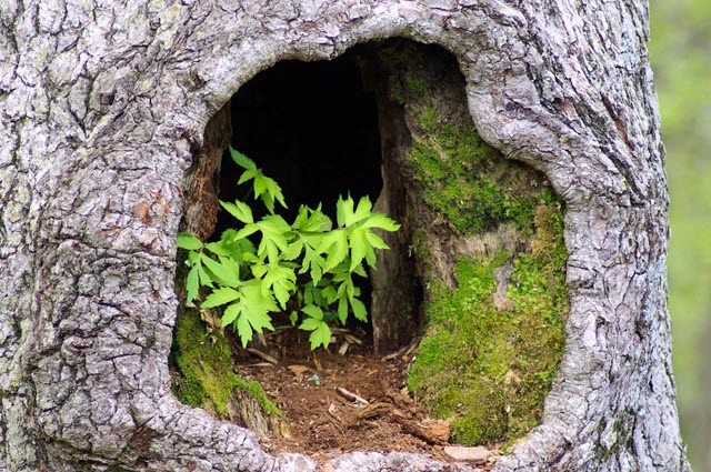 Habitat For Hollow Dwelling Species