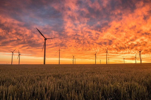 A field of wind turbines at sunset
