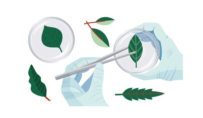 Illustration of experiment with leave in petri dish