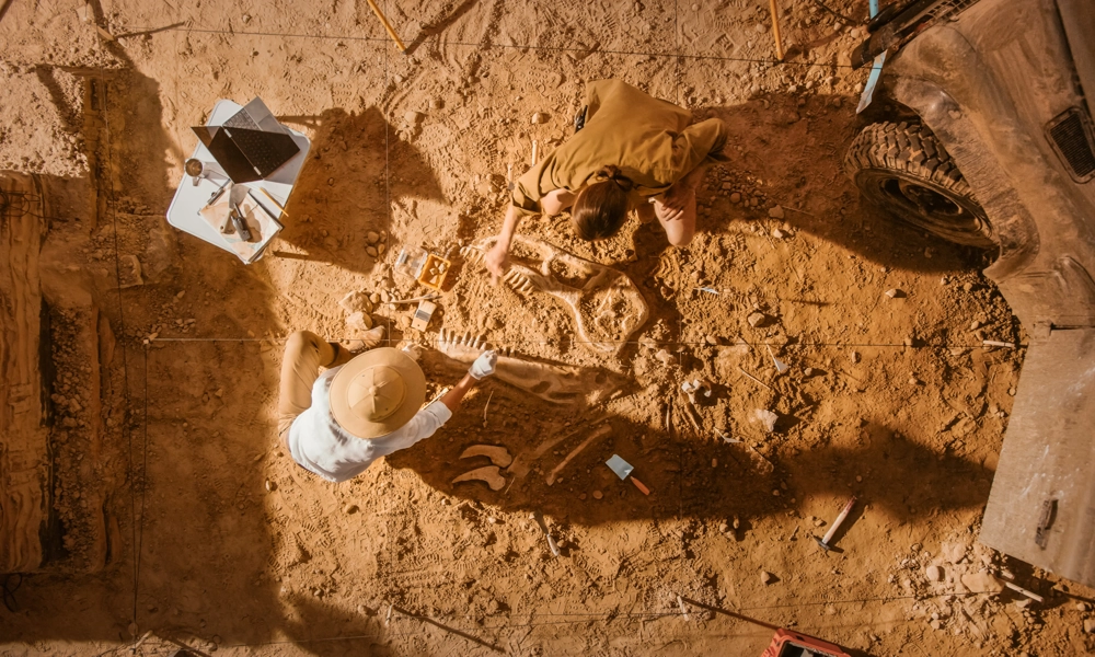 Two people are digging the earth where some animal bones are found