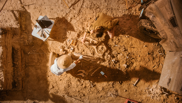 Two people are digging the earth where some animal bones are found