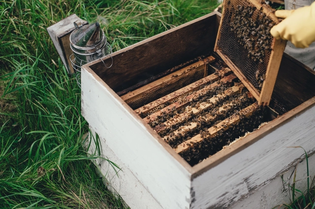 Image of bee hive