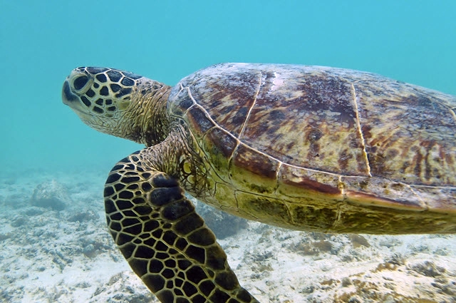 Exploring Data In Turtle Population Dynamics