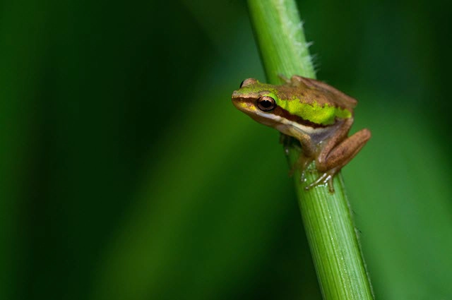 Frog Habitats And Adaptation